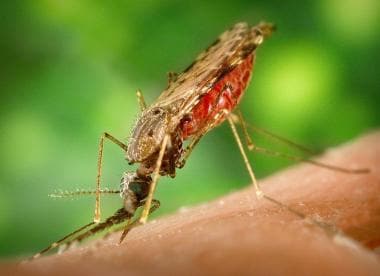 
Anopheles albimanus mosquito feeding on human hos