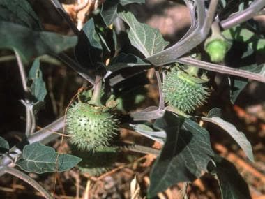 Datura stramonium (close-up of unripe seed pods). 