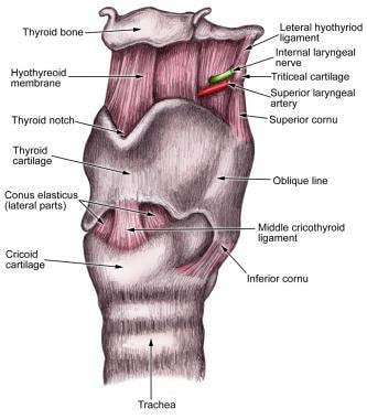 Illustration of the larynx. 