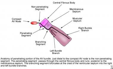 Anatomy of the penetrating portion of the atrioven
