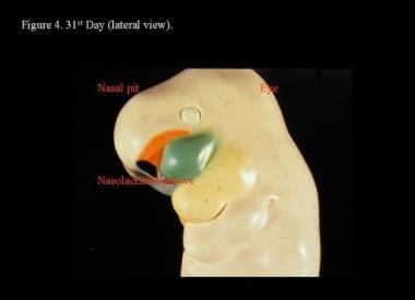 Head and neck embryology. 31st day (lateral view).