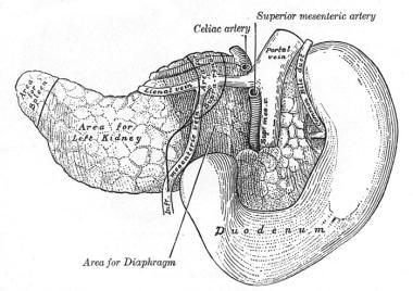 Pancreas and duodenum, posterior view. 