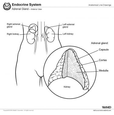 Suprarenal (adrenal) gland, anterior view. 