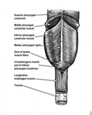Zenker diverticulum. Anatomy of the pharynx. 