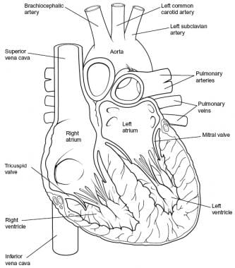 Heart, sectioned view. 