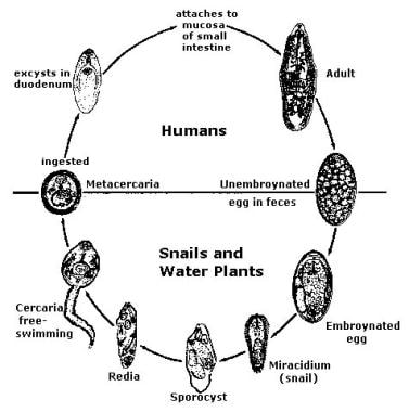 Life cycle of Fasciolopsis buski. Image reproduced