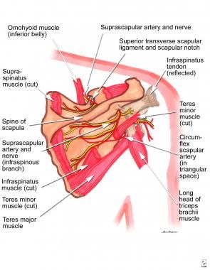 Anatomy of the suprascapular nerve and parascapula
