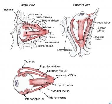 Extraocular muscle anatomy. 