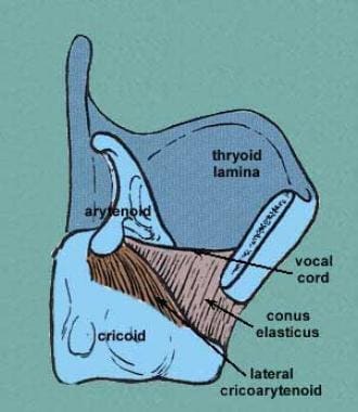 Sagittal view of the larynx. Courtesy of Wesley No