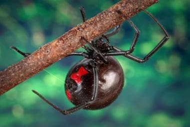 Female black widow spider, Latrodectus mactans, in
