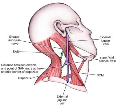 Course of the spinal accessory nerve (SAN) in the 