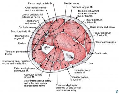 Cross-section of the mid forearm, demonstrating th