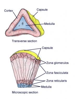 Microscopic and transverse section of capsule. 