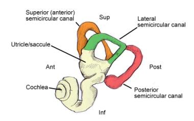 Inner ear. Ant = anterior; Inf = inferior; Lat = l