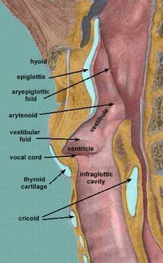Sagittal view of the larynx. Courtesy of Wesley No