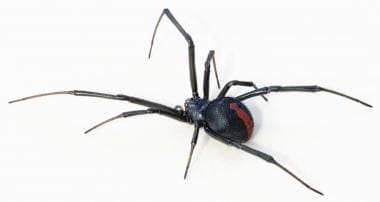 一个红蜘蛛（Latrodectus hasseltii）女性，f