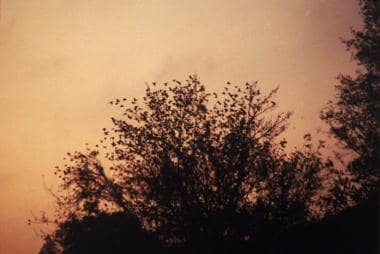 Starling roost in Alabama. 