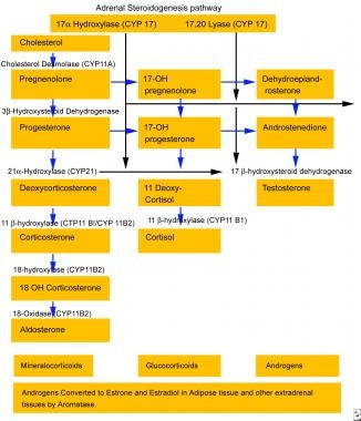Generic adrenocortical steroidogenesis pathway. 