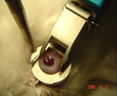 This image, taken intraoperatively on a rabbit eye