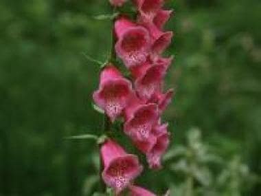 The plant shown is foxglove (Digitalis purpurea), 