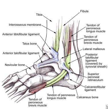 Lateral ankle anatomy demonstrates the peroneal te