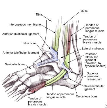 Peroneal Tendon Syndromes Practice Essentials Epidemiology Functional Anatomy