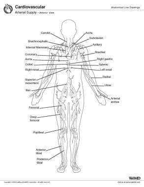 Aorta Artery In Leg