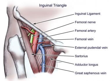 Anatomy of femoral triangle. 