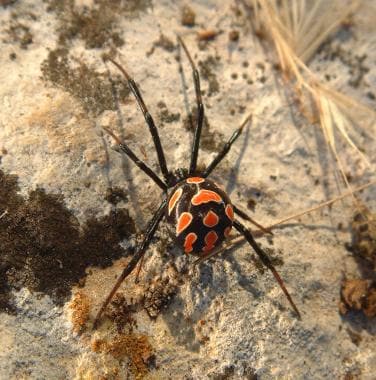 Widow Spider Envenomation: Background, Pathophysiology, Epidemiology