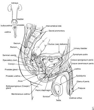 Relevant anatomy of the male pelvis and genitourin