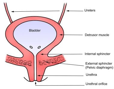 suprapubic area