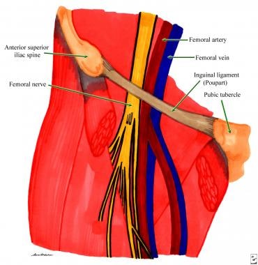 Anatomical relationship of the femoral nerve, arte