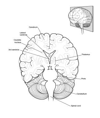 midsagittal section of the brain labeled