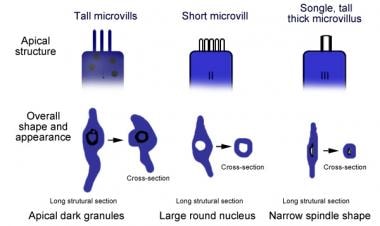 Diagram depicting the types of cells of the taste 