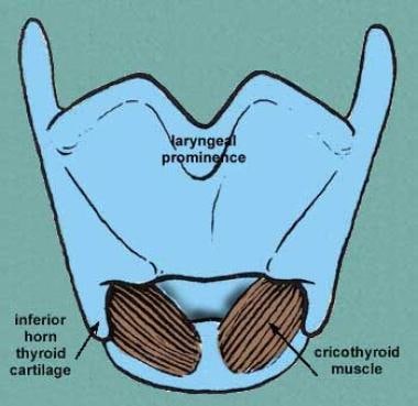 Anterior view of the laryngeal muscles. Courtesy o