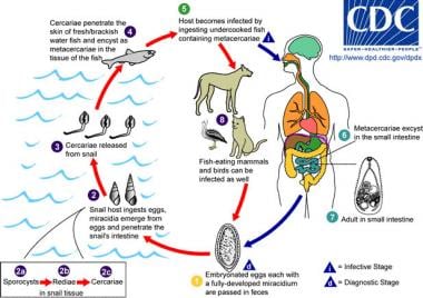 The life cycle of Heterophyes. The adult parasites