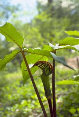 Jack-in-the-Pulpit 