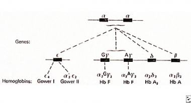 Alpha-chain genes in duplication on chromosome 16 