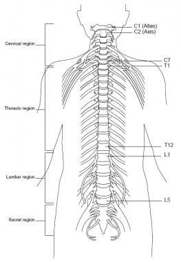 Spine, anterior view. 