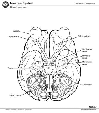 brain inferior view