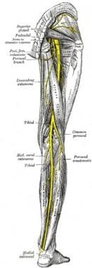 Sacral plexus, posterior view of lower extremity. 
