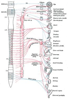 autonomic nervous system spinal cord