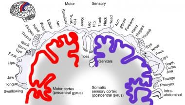 Somatosensory Cortex  Function, Location & Structure - Video