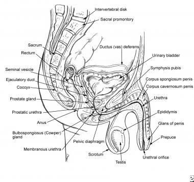 Anatomy of the urogenital system. 