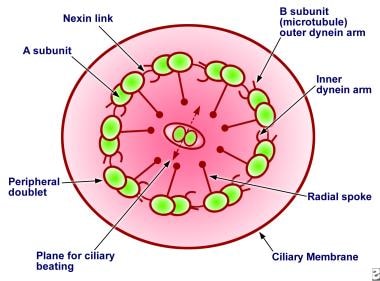Diagram showing the cross-section of normal cilia 