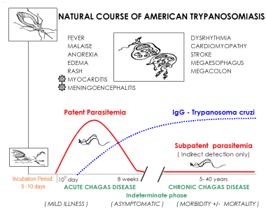 美洲锥虫病的自然病程。Courte