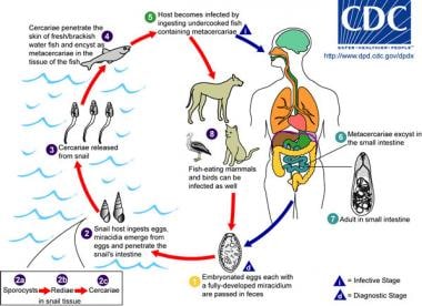 Life cycle of Metagonimus. The adult parasites rel