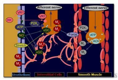 Communication between urothelium and suburothelium