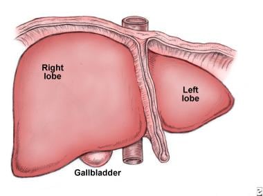 Anterior view of the liver. A large right and a sm