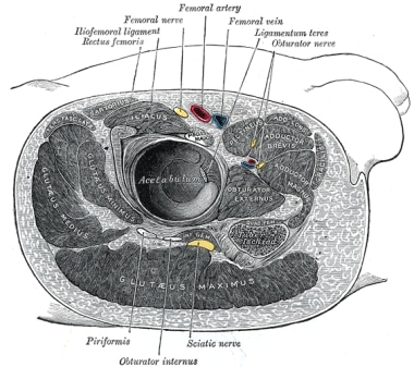 Cross-section at hip, showing locations of femoral